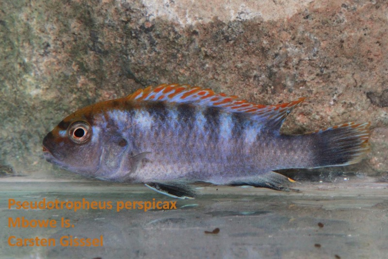 Pseudotropheus perspicax 'Mbowe Island'